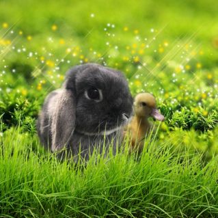 Мой пушистый друг