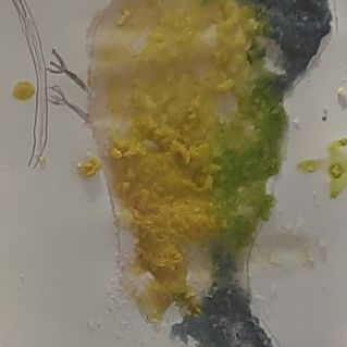 "Синичка-Пескарь"