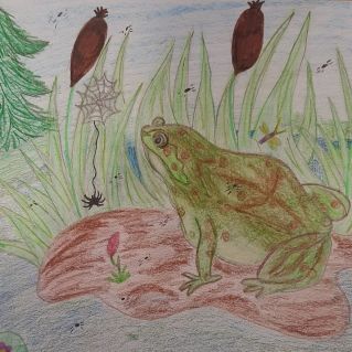 "Лягушка прудовая"