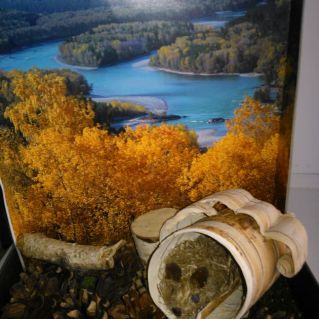 Мышка в норке