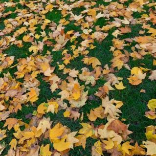 "Земля под золотым ковром"