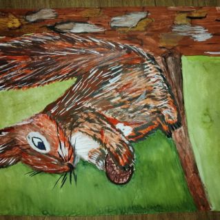 Белка в сосновом лесу