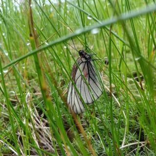 Порхание бабочки