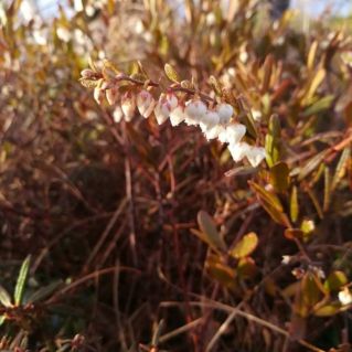 Нотка весны