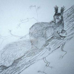 Таёжный огонёк - белка