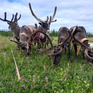 Лето пришло