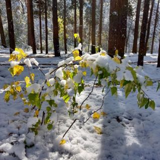 Контрастное утро