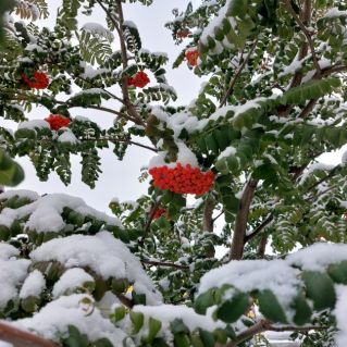 Осенние контрасты