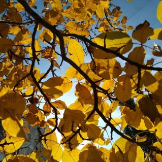 Осенние цвета