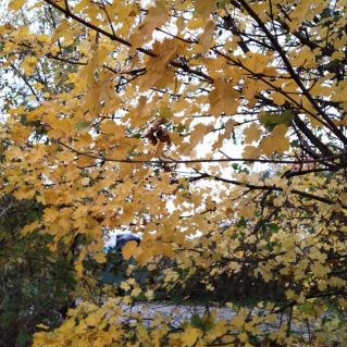 Золото осени