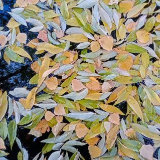 Осенний паттерн