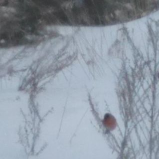 "Снегирь-яркий символ зимы"