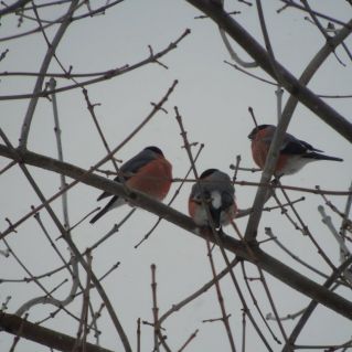 Зимние гости