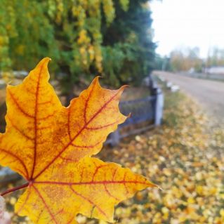 Дорога домой