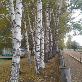 Берёзовая аллея