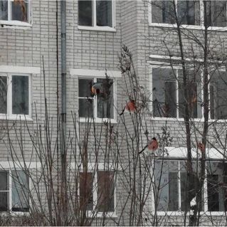 "КРАСАВЧИКИ"