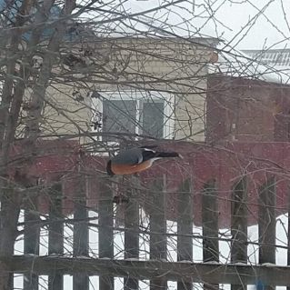 "Снегирь на рябине"