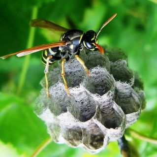 авторская фотография "Искусный архитектор"