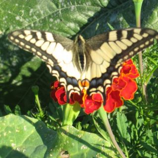 "Краснокнижная гостья"