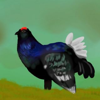 Кавказский тетерев