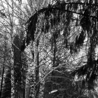 Черно-белая зима