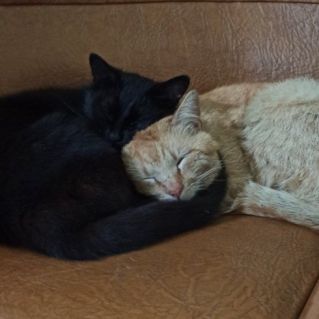 Инь и янь. Рыжик и Анфиса