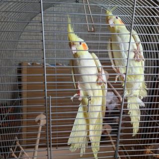 Неразлучные Кеша и Глаша