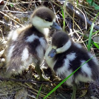 "Дары дикой природы"