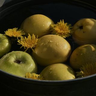 Сочных яблок аромат