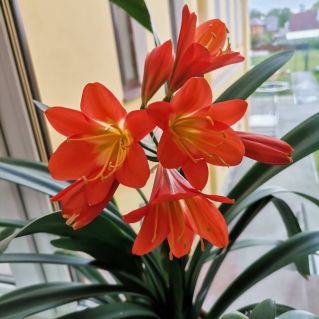 Кливия киноварная