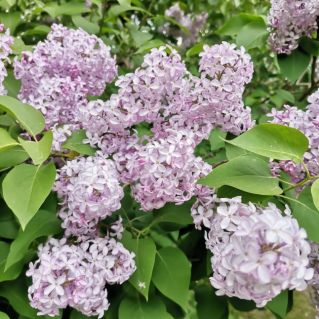 Веточка сирени