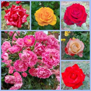 Праздник роз.