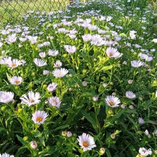 "Дорога цветов"