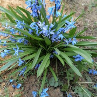 Подснежники