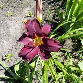 Звезда с небес - в нашем саду (лилейник)