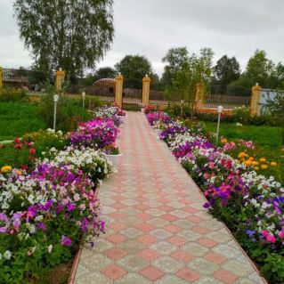 Цветы на клумбе