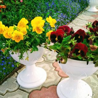 Анютины глазки