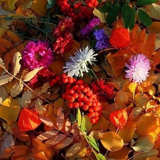 Осенний вернисаж.