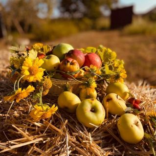 Яблоки нашего сада.