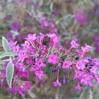 Яркие цвета осени...