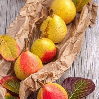 Груши поспели!