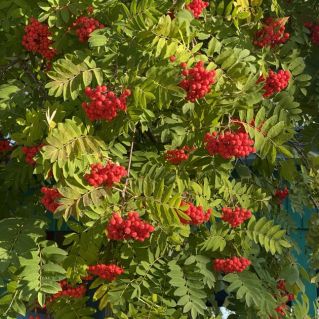 Рябина осенью