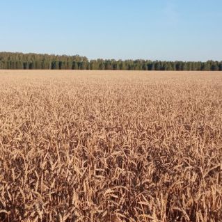 Золотое поле.