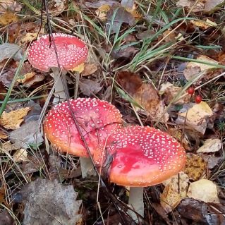 "Среди опавших листьев", фотография