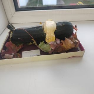 "Кукурузник"