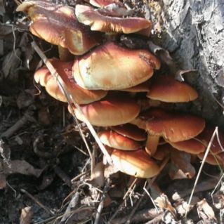 "Дружная грибная семейка", фотография