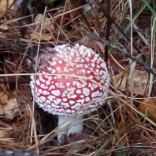"Грибной модник мухомор в красном наряде", фотография
