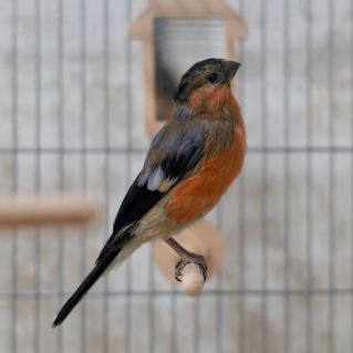 Наш любимый снегирёк