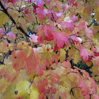 Каждый листок как прекрасный цветок