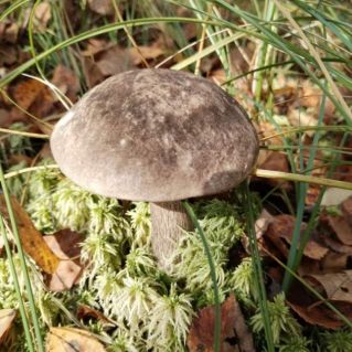 Осень в лесу